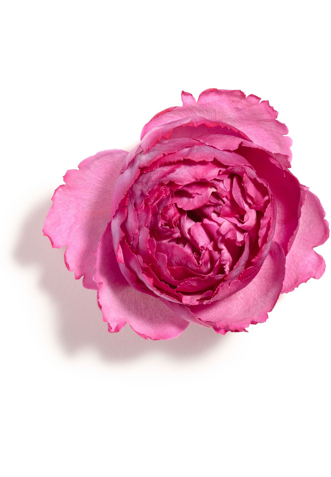 LACOSTE L.12.12 Rose Eau Intense, Eau de Toilette | GALERIA 