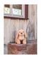 Steiff Soft Cuddly Friends Kuscheltier "Berno Goldendoodle", 36cm Bild 2