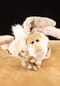 sigikid® Kuscheltier Lazy Bunny, BeastsTown ,  für Erwachsene und Kinder Bild 12