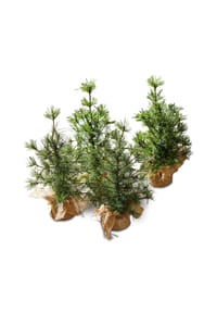 LOBERON Deko-Baum 4er Set Millies grün/braun - Dekopflanzen - grün/braun