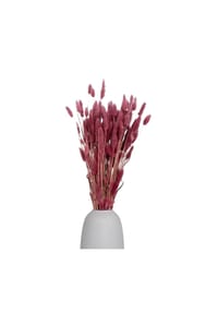 LYKKE & YOU - Lagurus | Samtgras | Hasenschwanz 60cm - pink