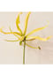 Chloé ATELIER DES FLEURS ATELIER DES FLEURS Ylang Cananga, Eau de Parfum Bild 4
