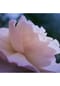 Maison Margiela REPLICA Up At Dawn, Eau de Toilette Bild 9