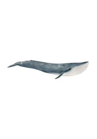 schleich® - Wild Life - Blauwal 14806 - 