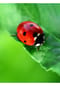 HABA Terra Kids Kinder-Lupe Bild 4