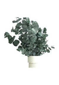 LYKKE & YOU - Konservierter Eukalyptus Cinerea - Ein Hauch von Natur, der bleibt! - Grün