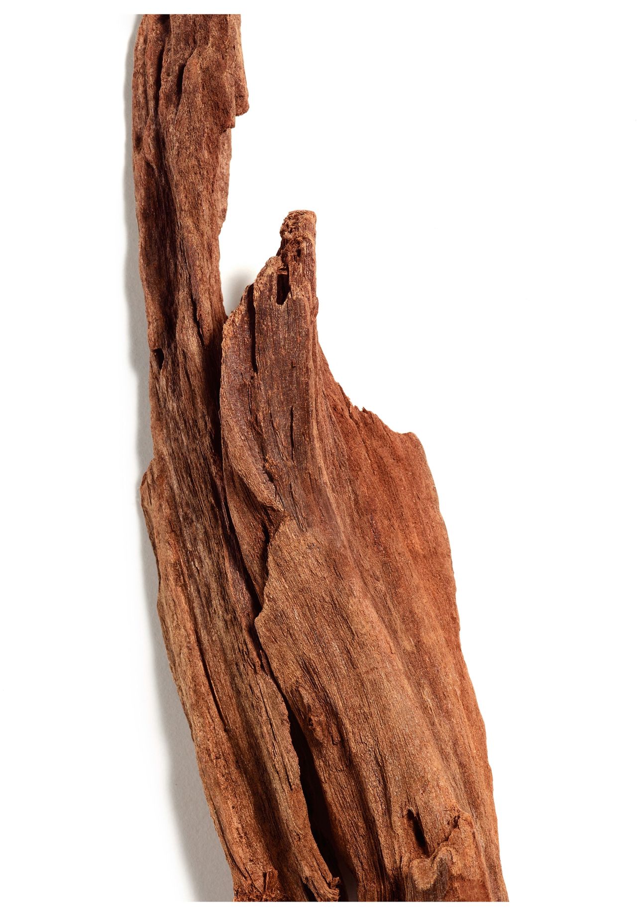 LACOSTE L.12.12 Rose Eau Intense, Eau de Toilette | GALERIA 