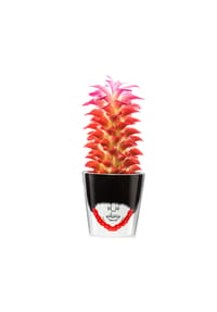 DONKEY - Pfanzentopf Magic Bobby Big, H 15 cm - mehrfarbig