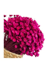 LYKKE & YOU - Glixia in Vielfalt: Farbenprächtige Trockenblumen für ein kreative Dekoration - pink