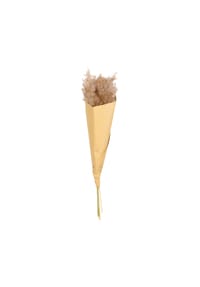 ASA - Pampasgras, 6er Set, Pampas Gras, Trockenblume - Braun