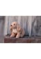 Steiff Soft Cuddly Friends Kuscheltier "Berno Goldendoodle", 36cm Bild 4