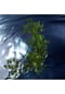 DAVIDOFF COOL WATER REBORN Eau de Toilette Bild 5