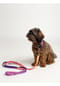 SIX Hunde-Halsband mit Leine Bild 5