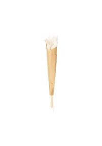 ASA - Pampasgras, 6er Set, Pampas Gras, Trockenblume - Braun