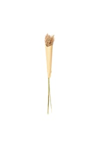 ASA - Pampasgras, Pampas Gras, Trockenblume, Gräser - Braun