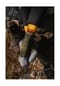 FALKE TK2 Trekking-Socken "Explore", mittelstarke Polsterung, für Herren Bild 9
