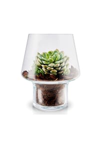 eva solo - Blumenvase Sukkulenten, Glas, Transparent - Transparent