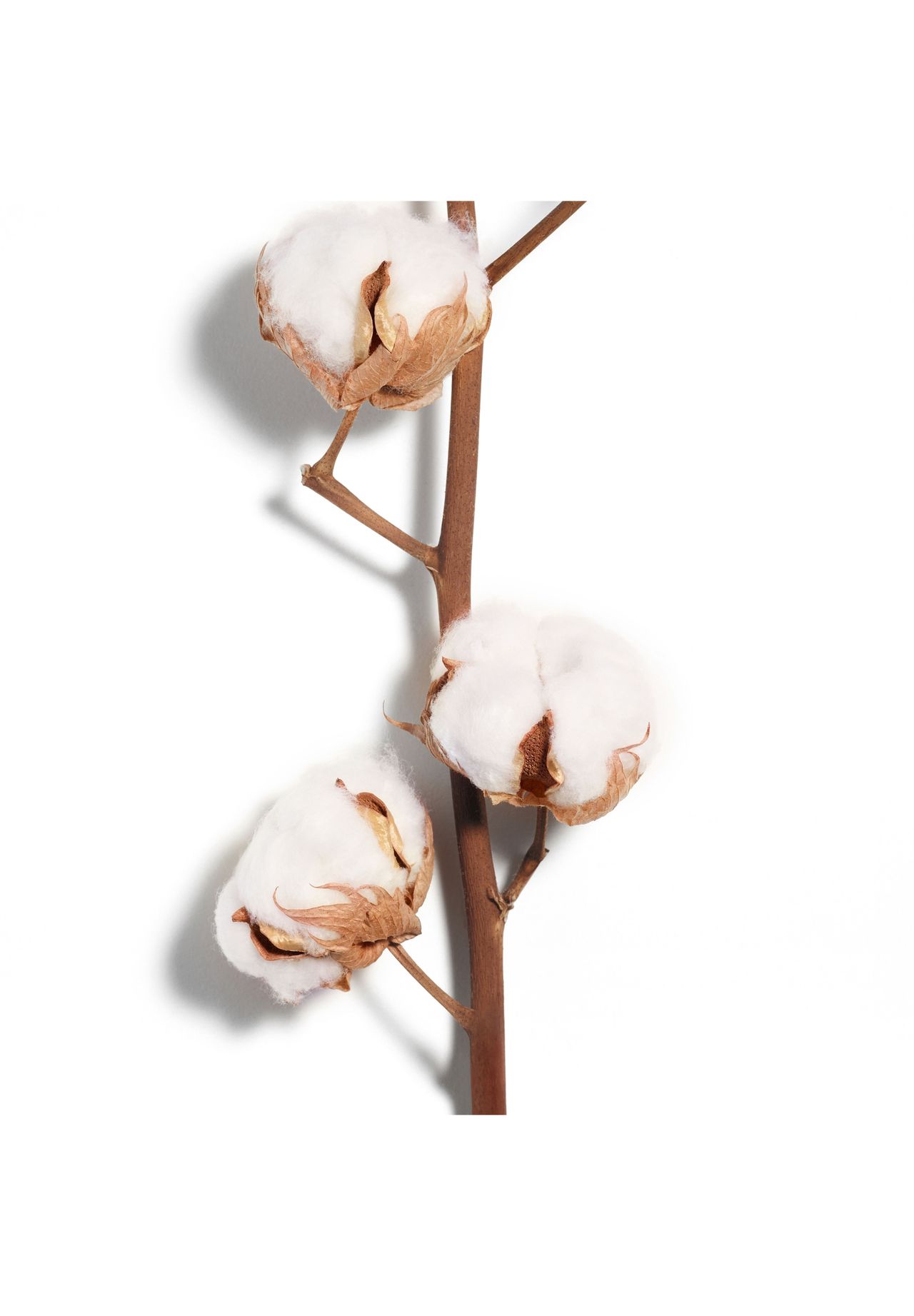 LACOSTE L.12.12 Rose Eau Intense, Eau de Toilette | GALERIA 