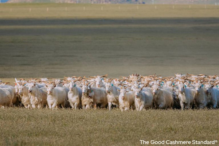 The Good Cashmere Herde